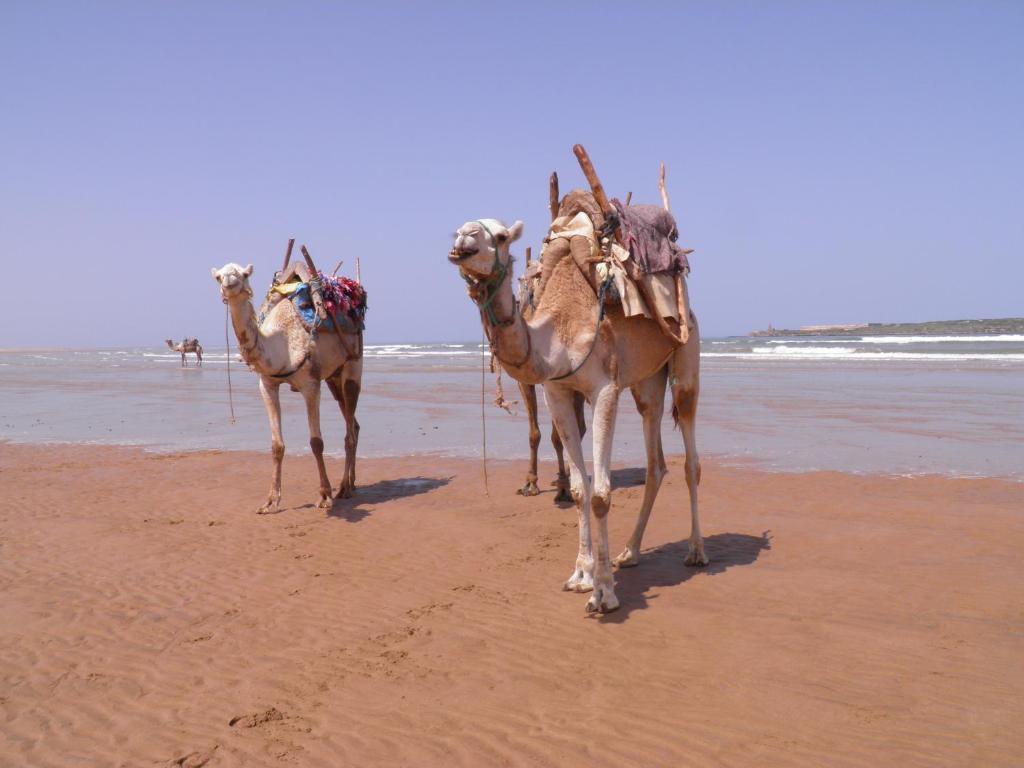 La Maison Des Artistes Essaouira Esterno foto